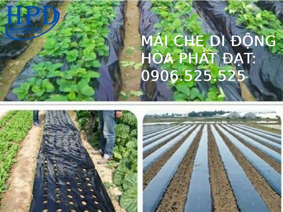 Bạt phủ gốc cây, diệt cỏ tận gốc