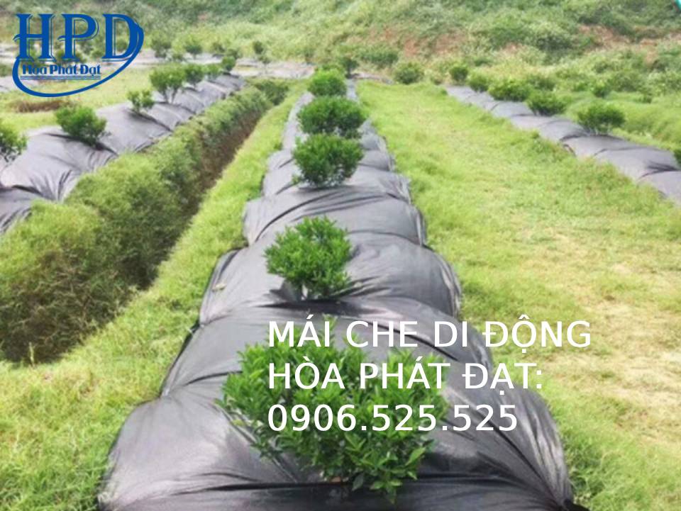 Bạt phủ gốc cây, diệt cỏ tận gốc