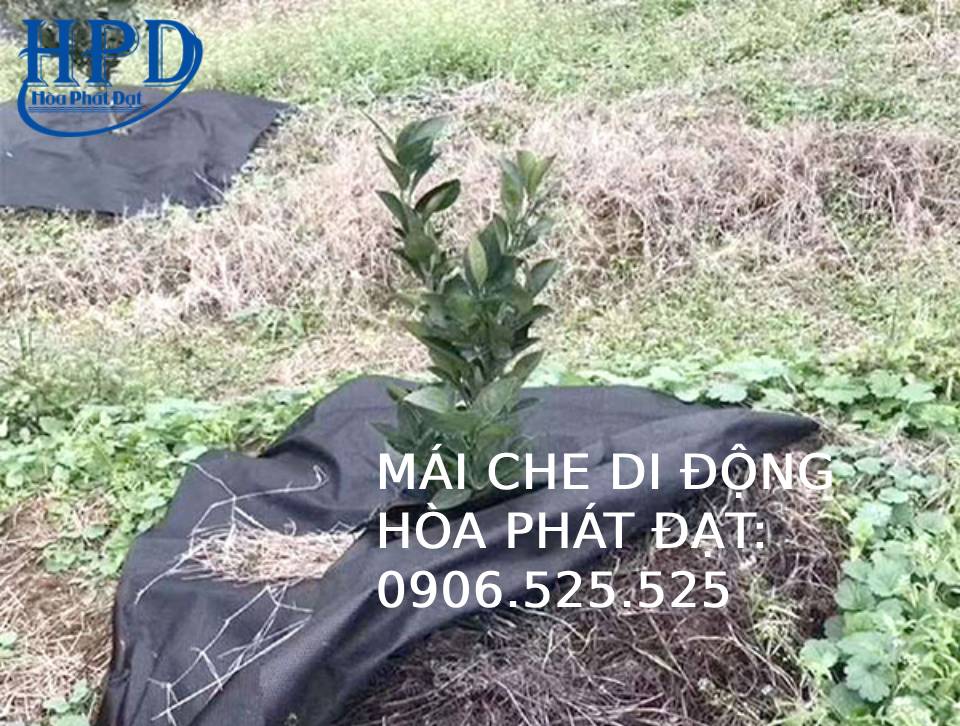 Bạt phủ gốc cây, diệt cỏ tận gốc