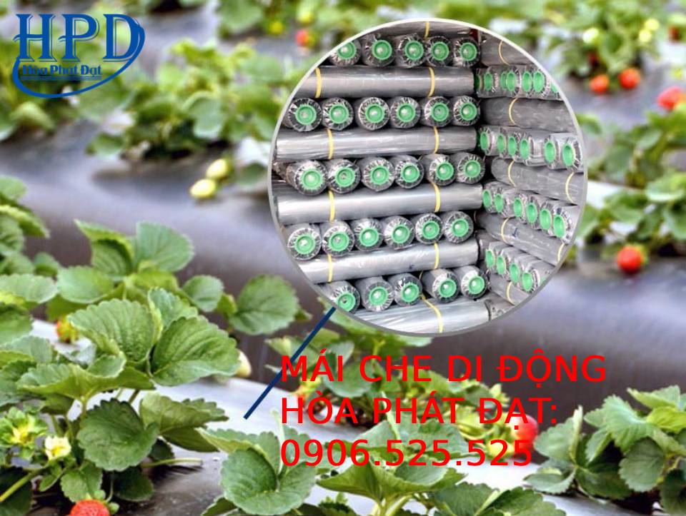 Bạt phủ gốc cây, diệt cỏ tận gốc