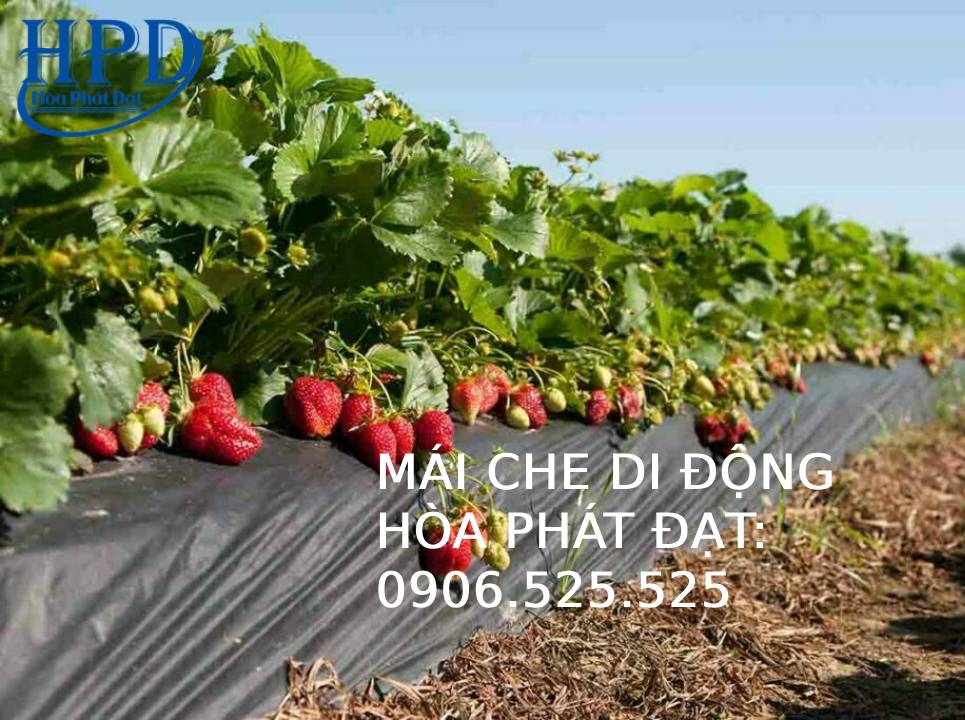 Bạt phủ gốc cây, diệt cỏ tận gốc