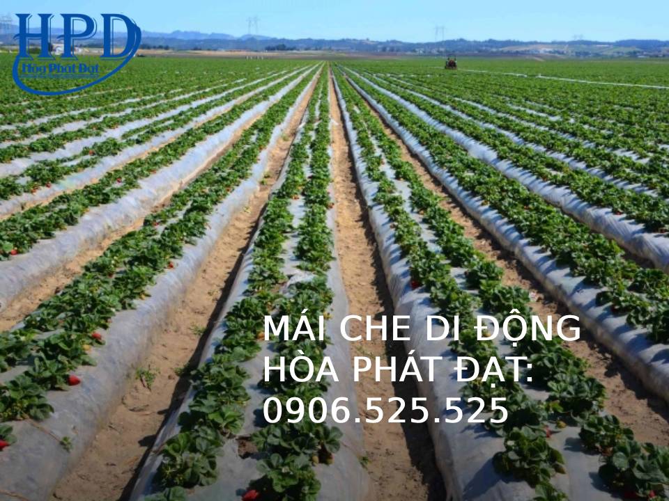 Bạt phủ gốc cây, diệt cỏ tận gốc