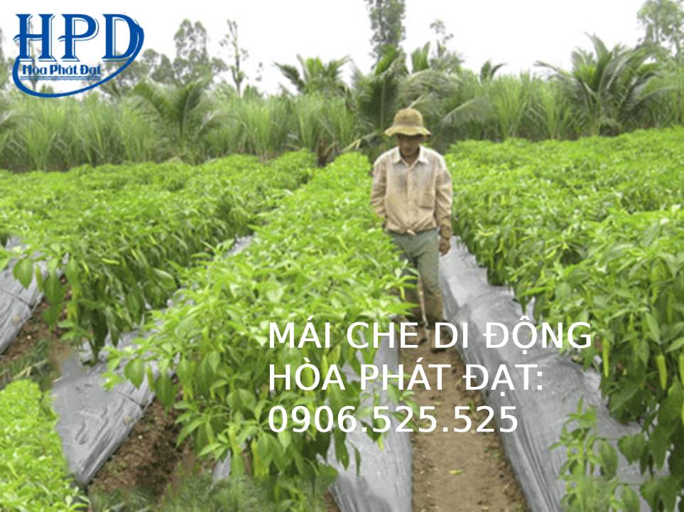 Diệt Cỏ Bằng Bạt Đen