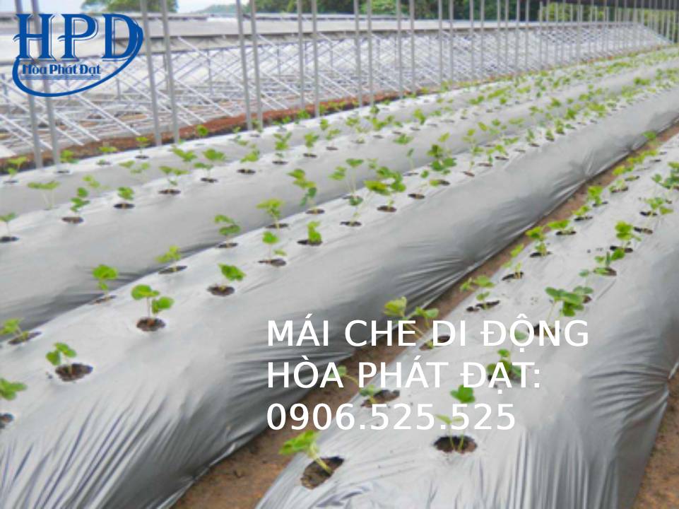 Bạt phủ chống cỏ dại
