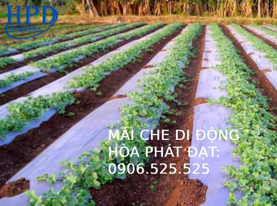 Bạt phủ chống cỏ dại