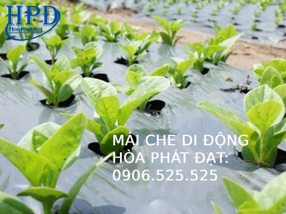 Bạt phủ chống cỏ dại