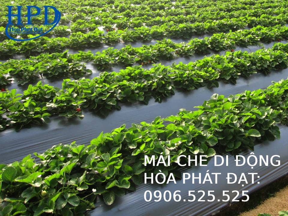 Bạt phủ chống cỏ dại