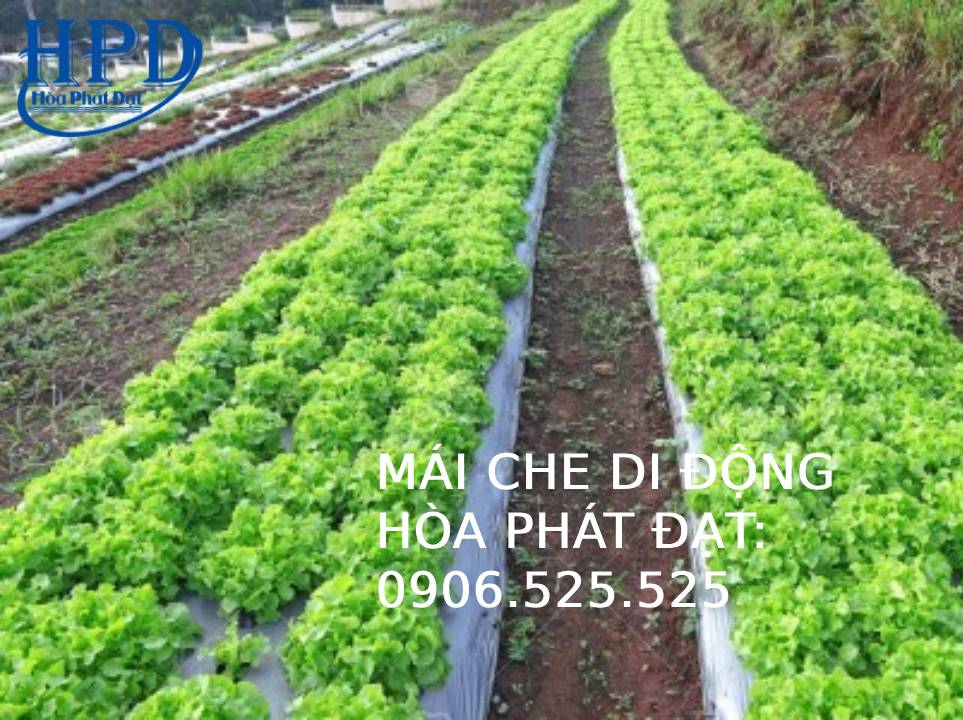 Bạt phủ chống cỏ dại