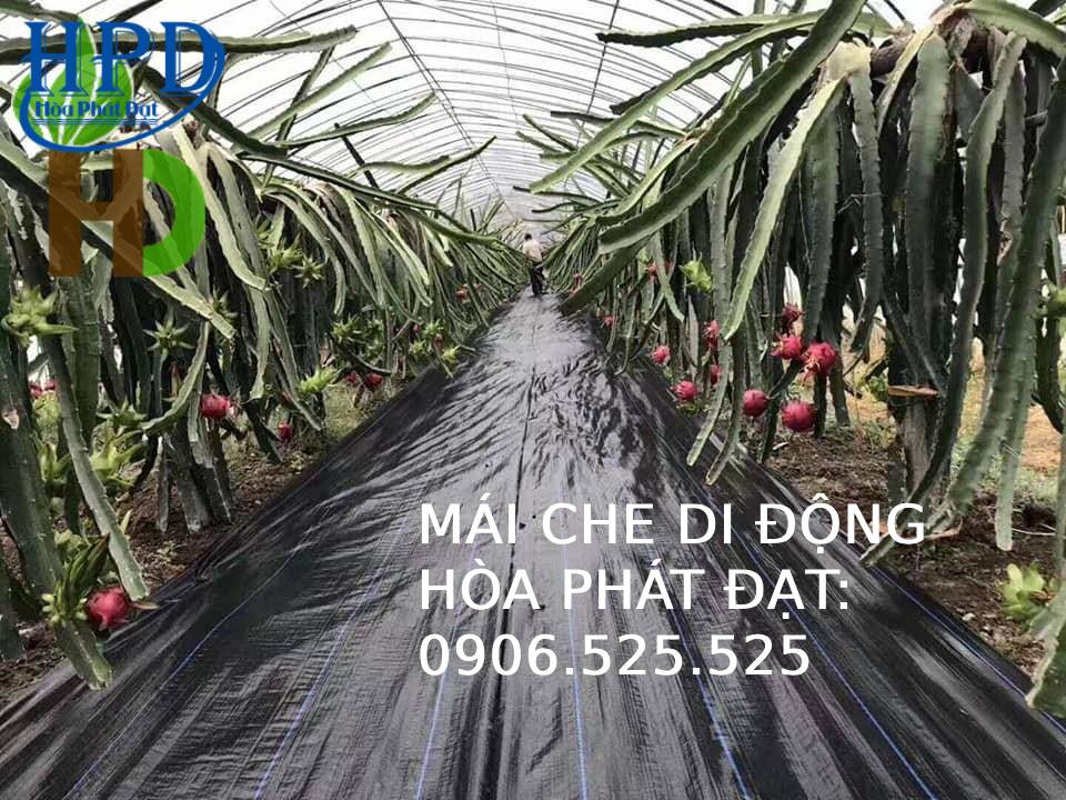 Bạt phủ chống cỏ dại